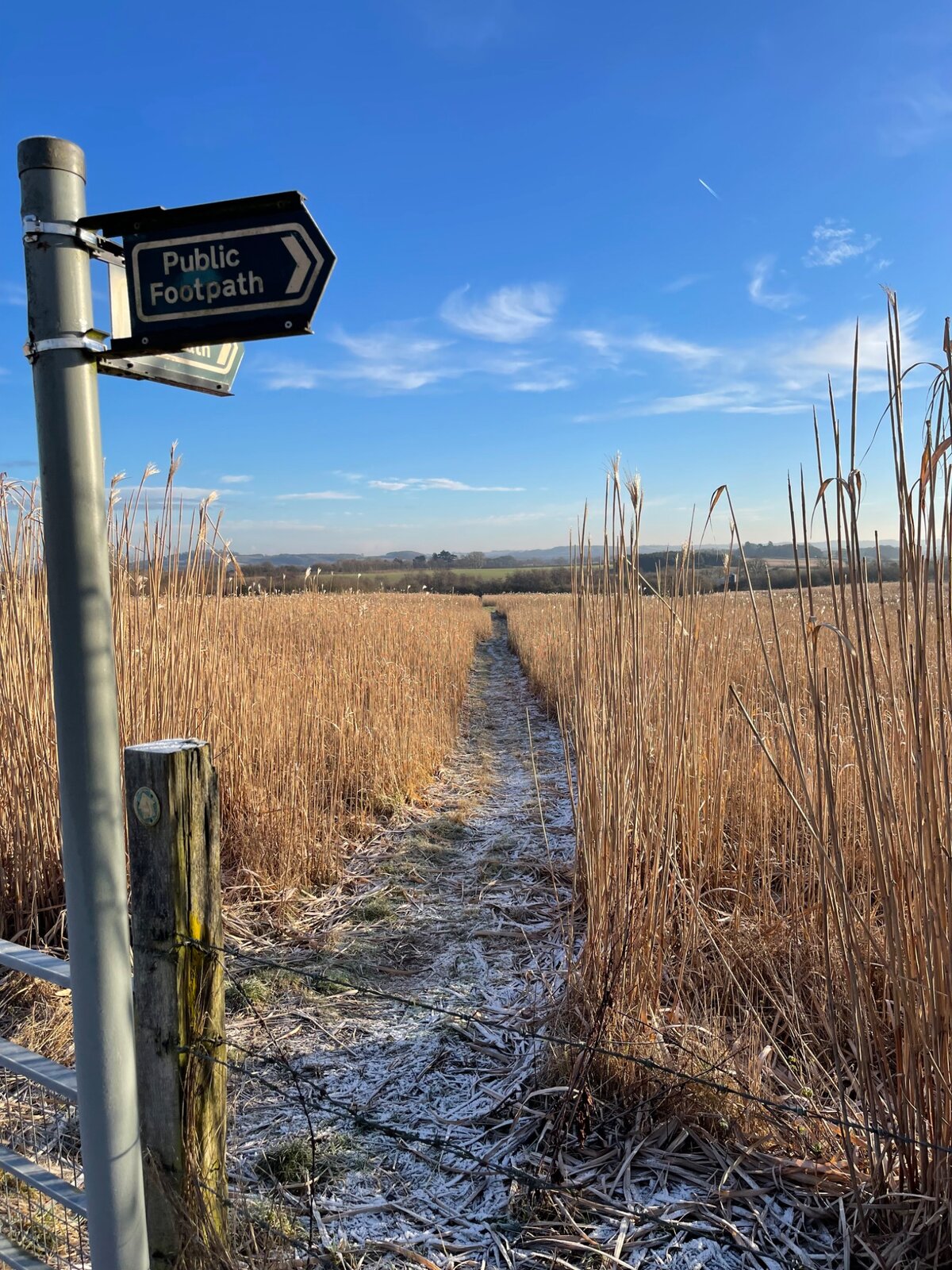 A footpath through golden grasses in the Lincolnshire Wolds